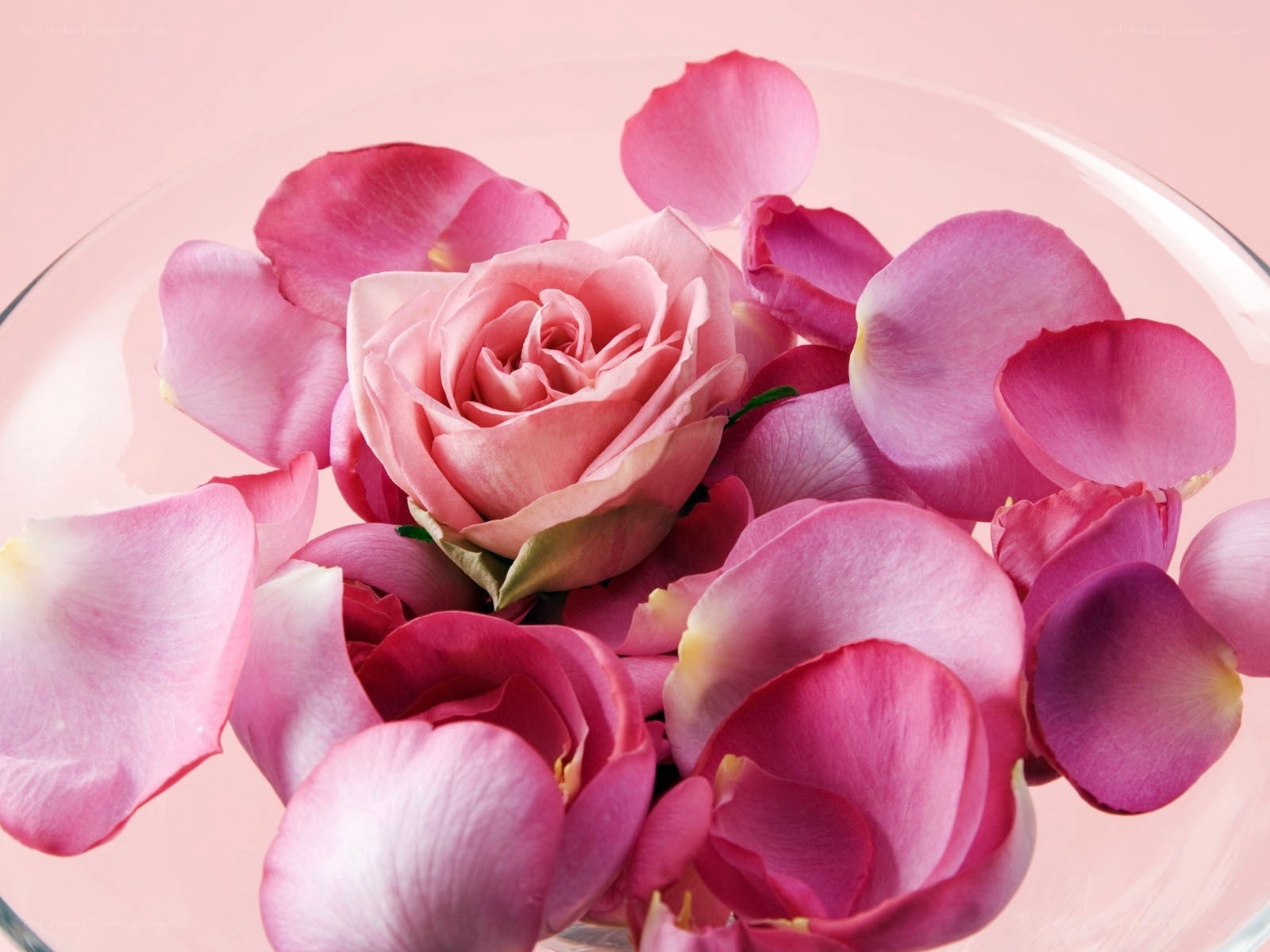 Pink rose and petals