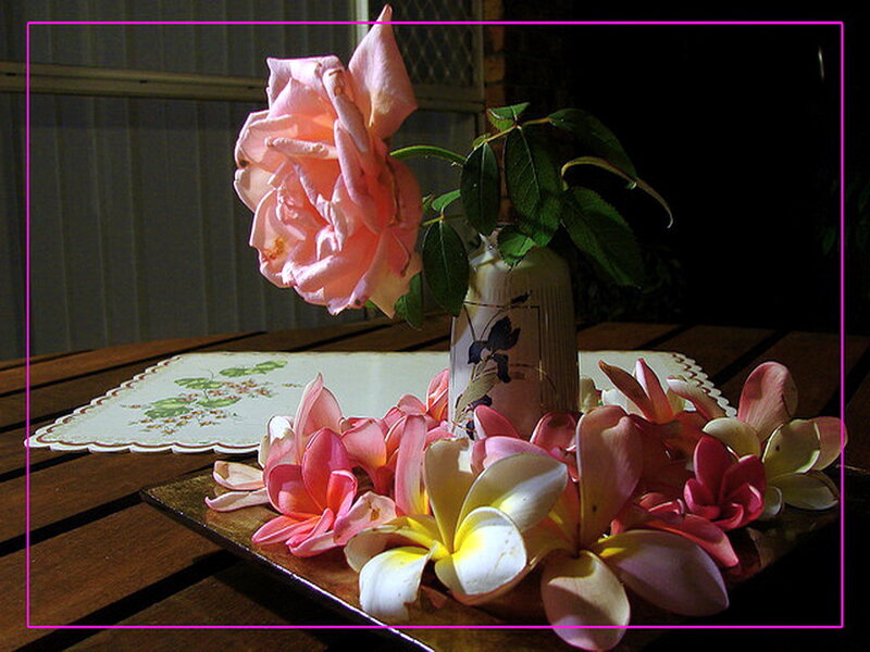 Pink Rose and Plumeria