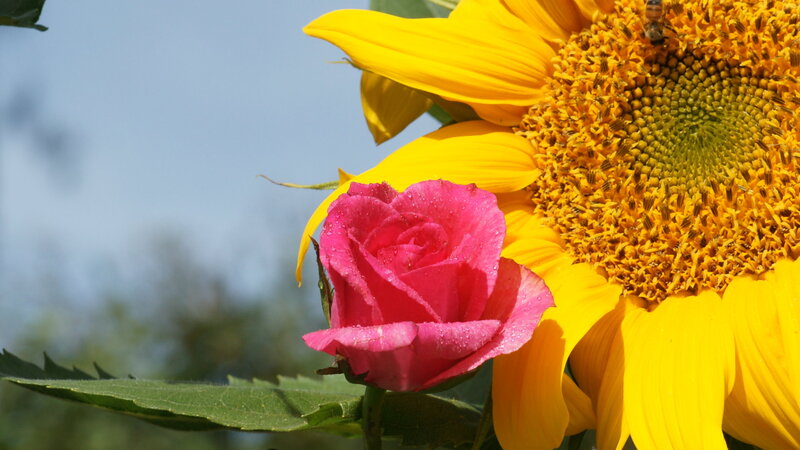 Pink Rose and Sunflower