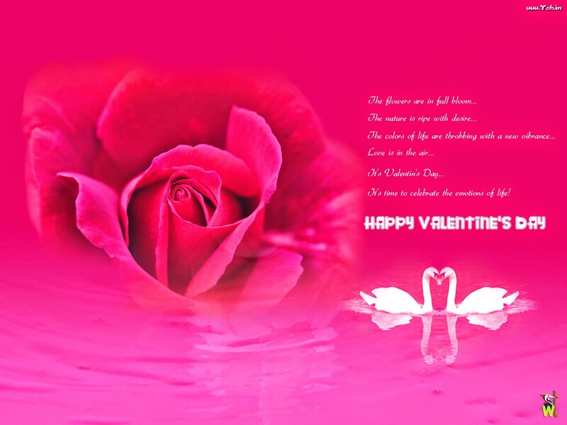 Pink Rose and Swans