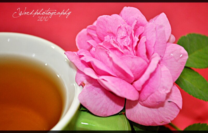 Pink Rose and Tea Cup