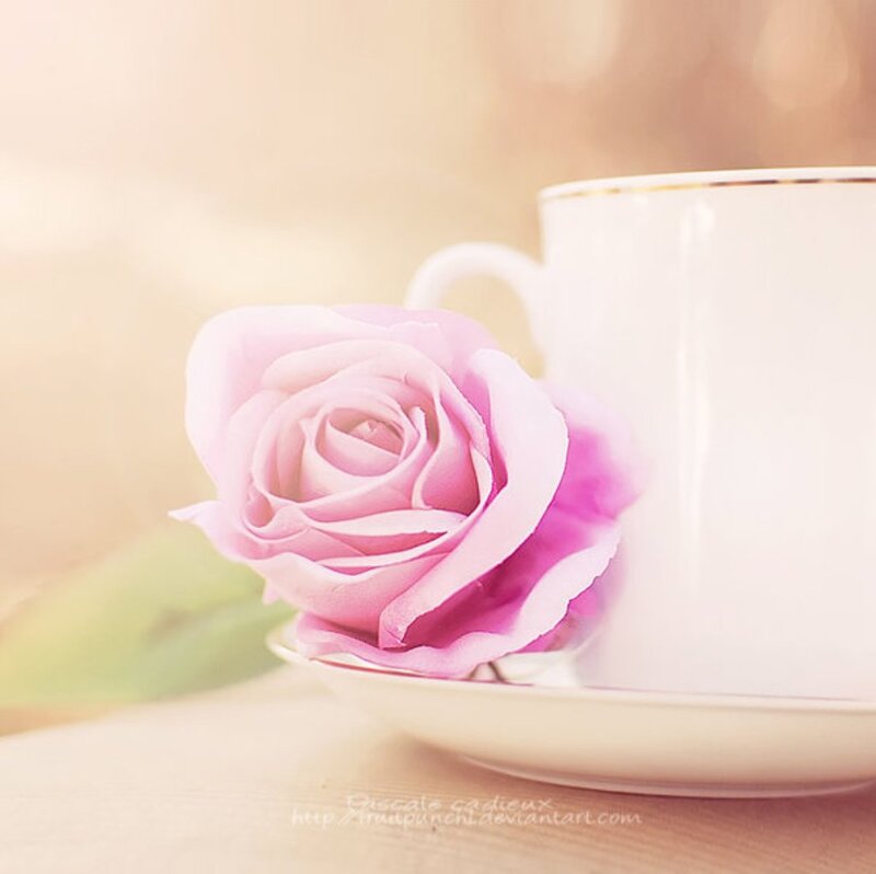 Pink Rose and Teacup — Serene, Morning