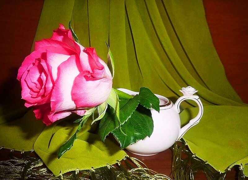 Pink Rose and Teapot — Calm