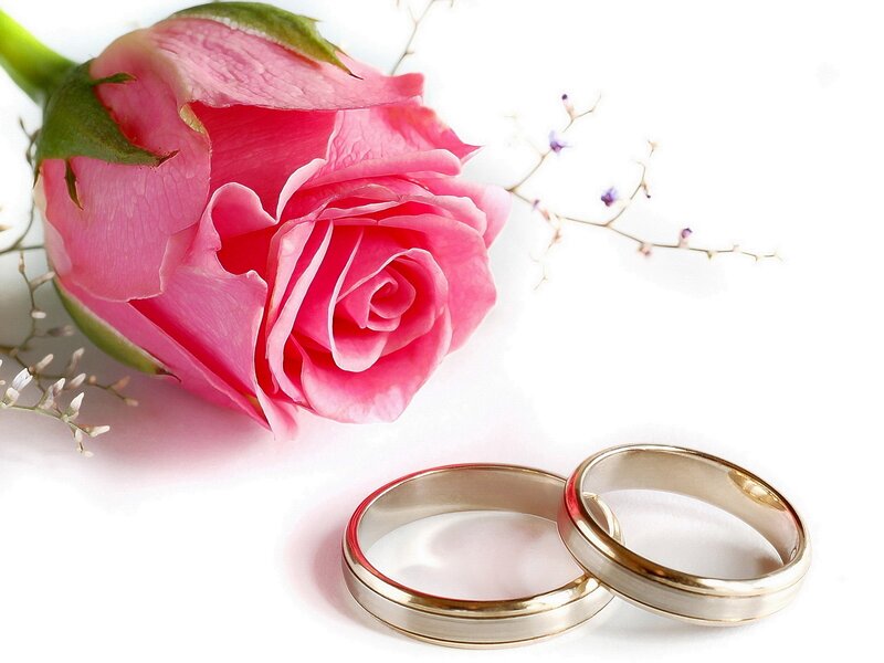 Pink Rose and Wedding Rings