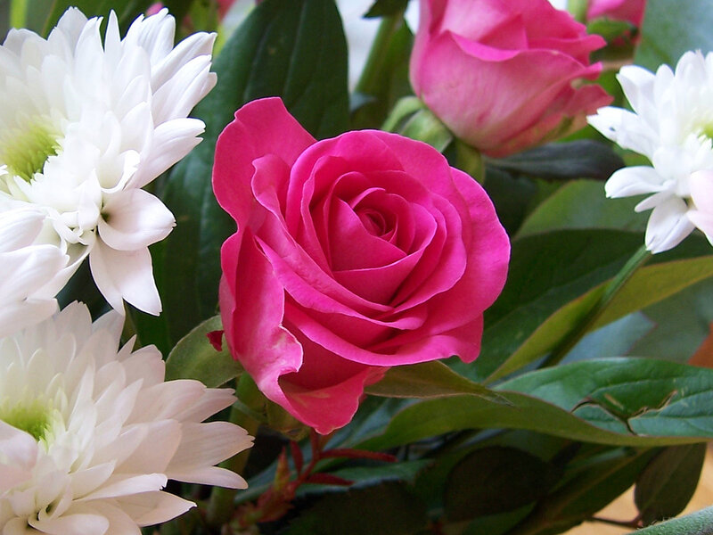 Pink Rose and White Chrysanthemums