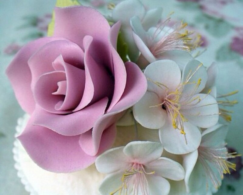 Pink Rose and White Flowers — Calm