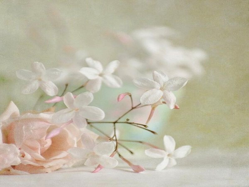 Pink Rose and White Flowers