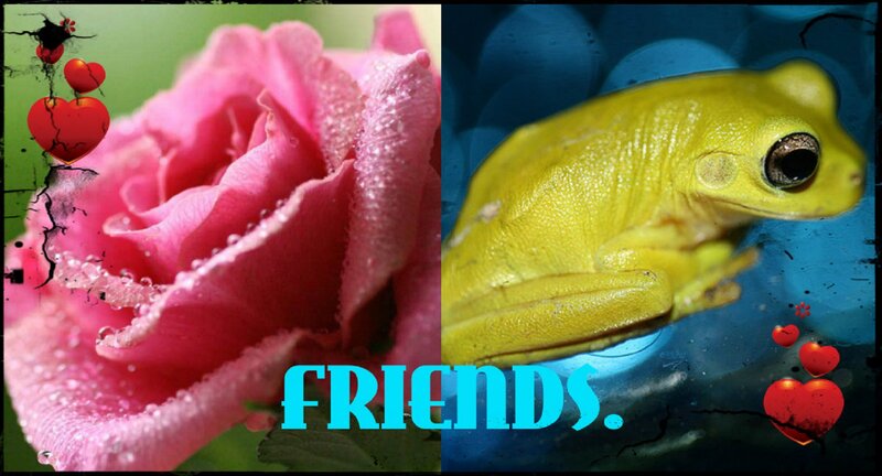 Pink Rose and Yellow Frog