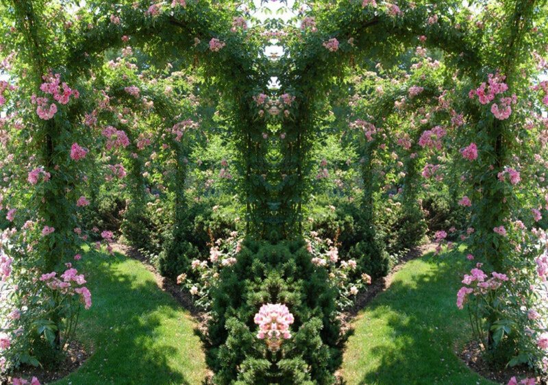 Pink Rose Arbor — Green, Serene