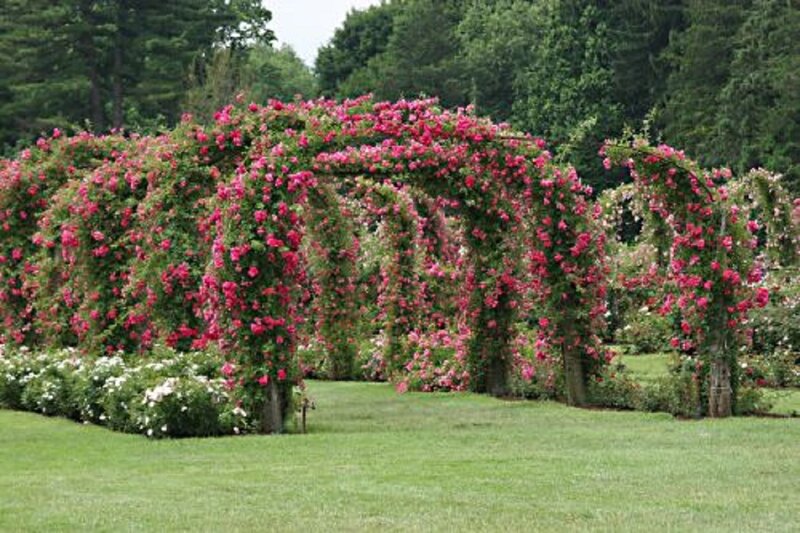 Pink Rose Arbor — Green