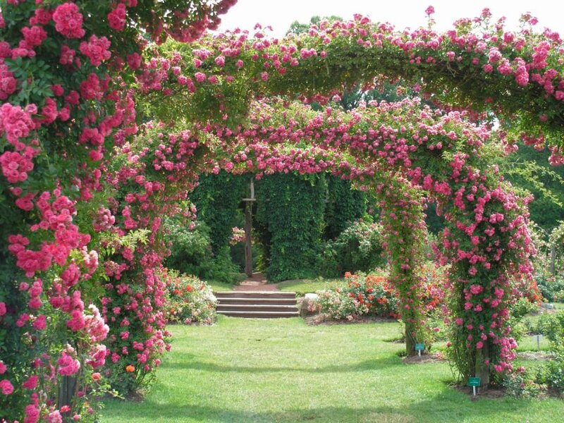 Pink Rose Arbor — Serene, Afternoon