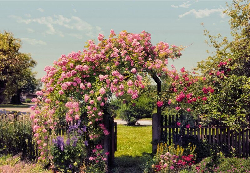 Pink Rose Arbor — Serene
