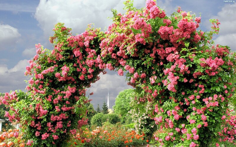 Pink Rose Arch — Serene