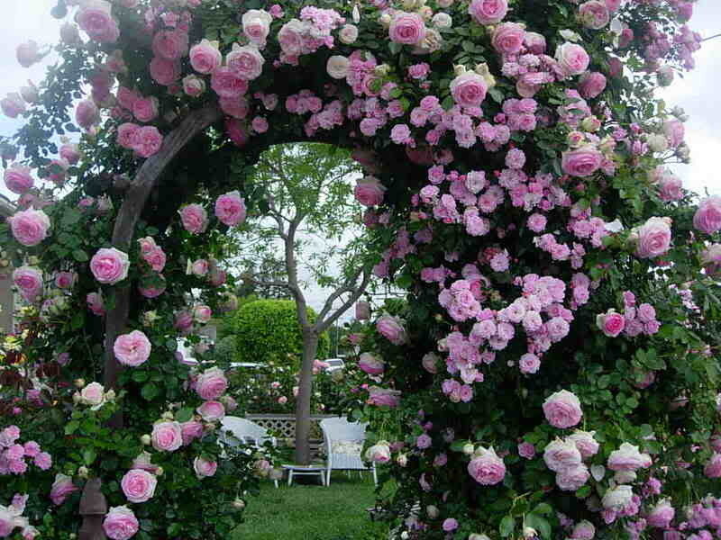 Pink Rose Arch