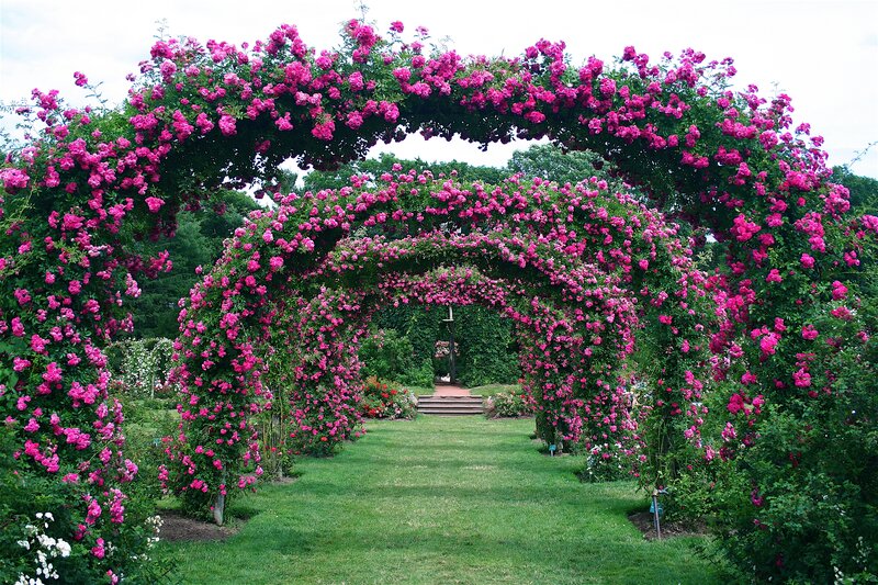 Pink Rose Arches — Serene