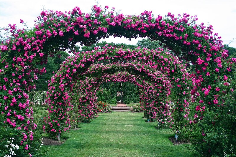 Pink Rose Arches