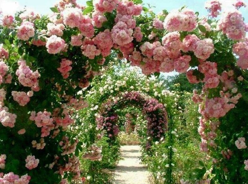 Pink Rose Archway — Serene, Afternoon