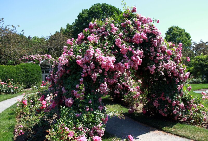 Pink Rose Archway — Serene