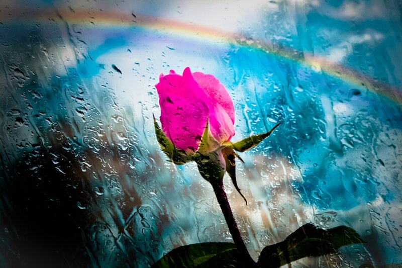 Pink Rose Behind Glass