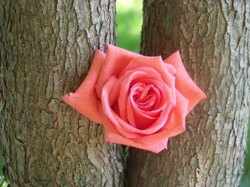 Pink Rose Between Tree Trunks