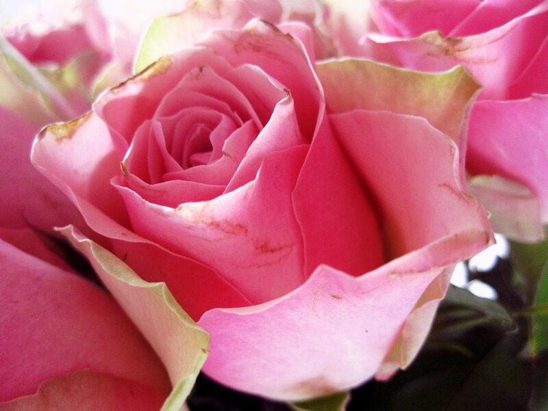 Pink Rose Bloom — Calm, Photograph, Petals