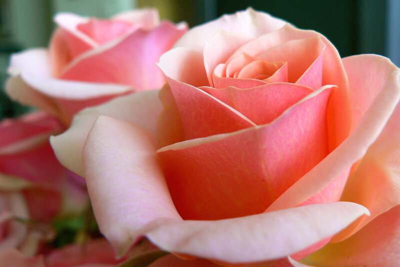 Pink Rose Bloom — Calm, Photograph