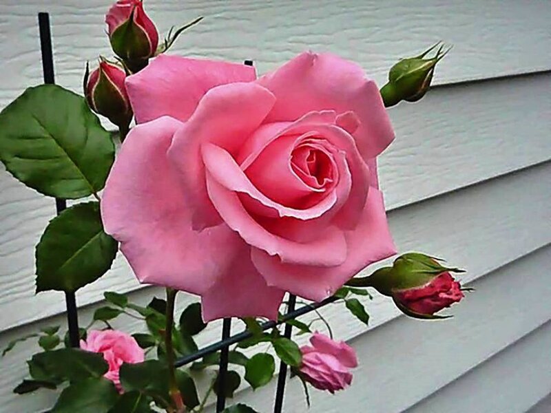 Pink Rose Bloom — Calm, Spring