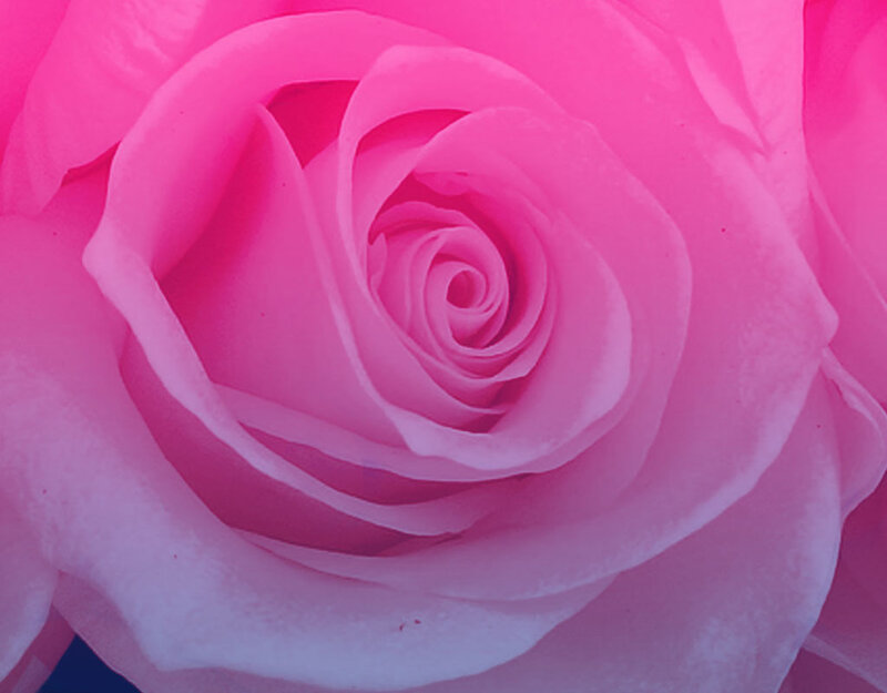 Pink Rose Bloom — Calm
