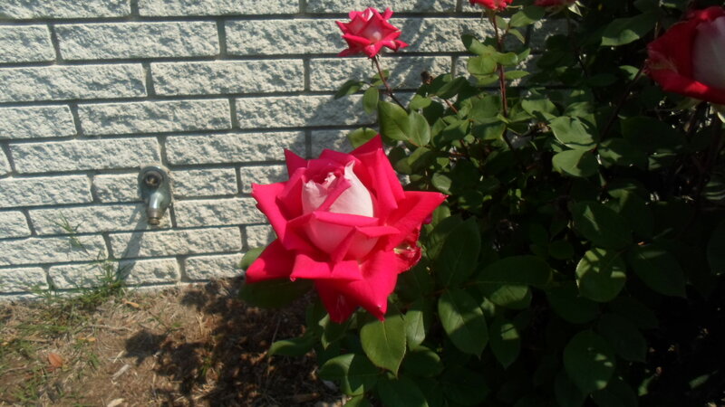 Pink Rose Bloom — Red