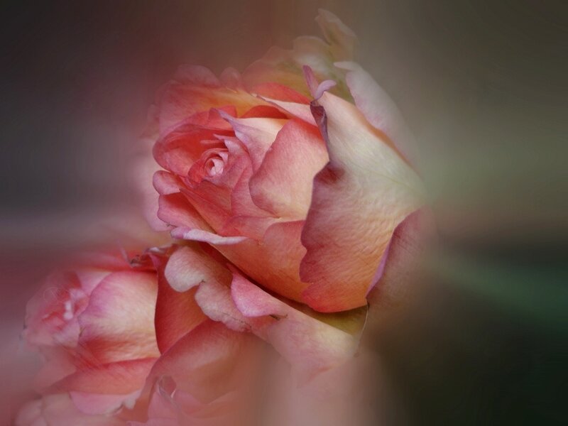 Pink Rose Bloom — Serene, Photograph, Petals