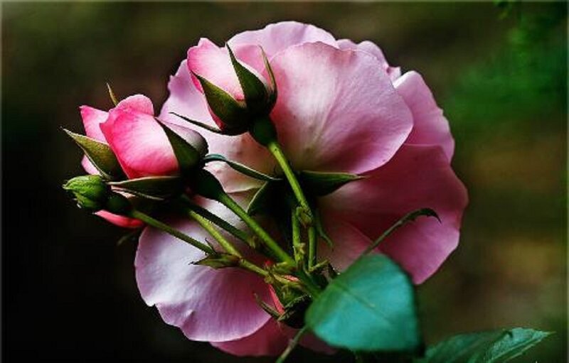 Pink Rose Bloom — Serene, Photograph