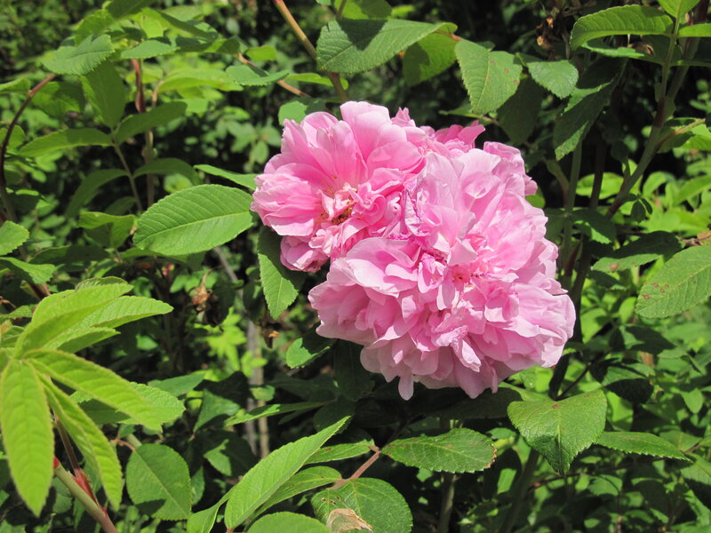 Pink Rose Bloom — Serene, Summer, Photograph
