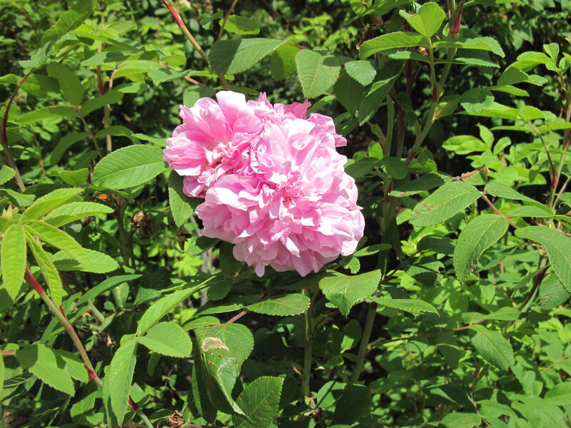 Pink Rose Bloom — Serene, Summer