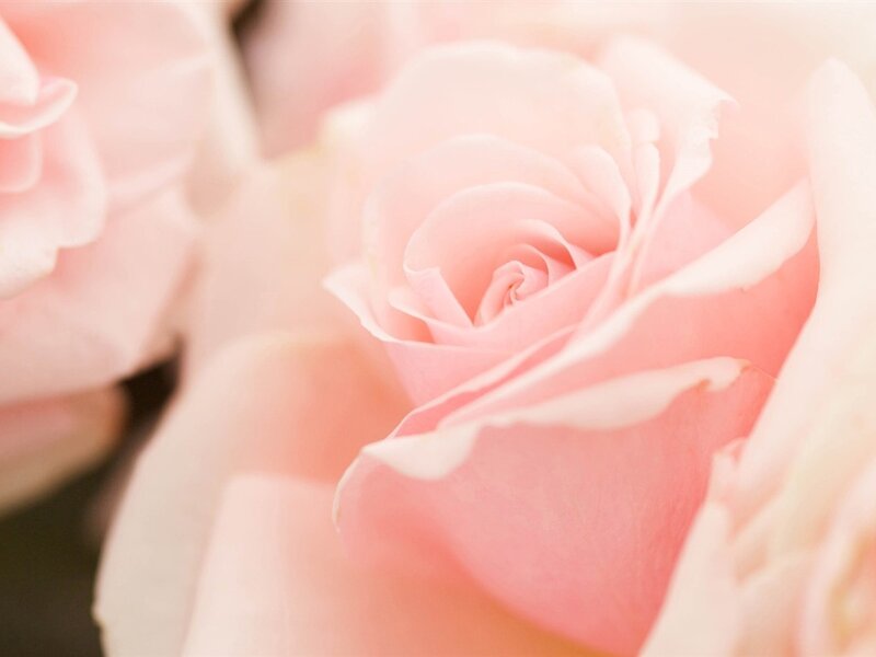 Pink Rose Bloom — Serene