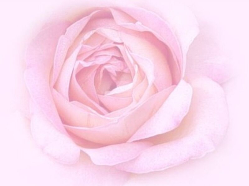 Pink Rose Bloom
