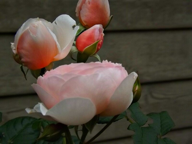 Pink Rose Blooms — Calm, Photograph