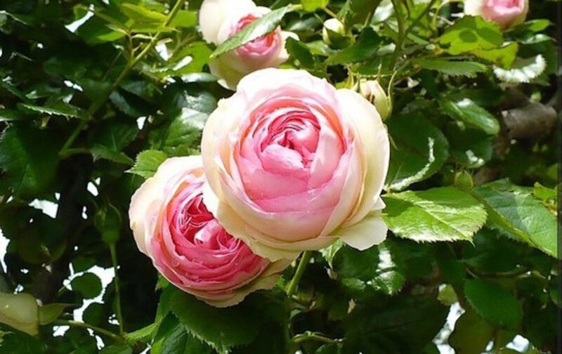Pink Rose Blooms — Calm