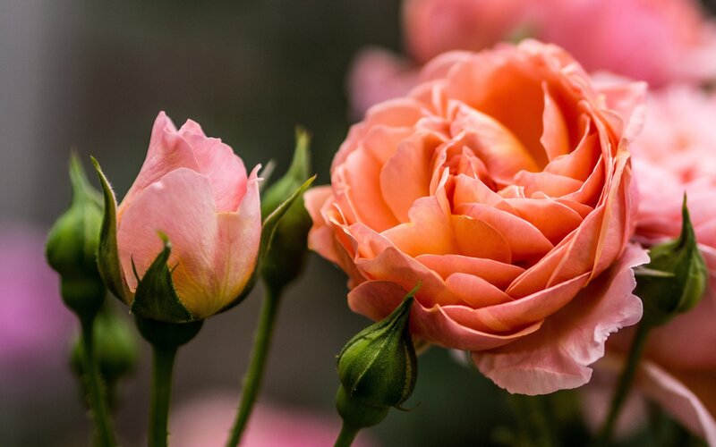 Pink Rose Blooms — Serene, Photograph