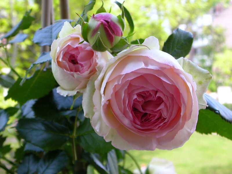 Pink Rose Blooms — Serene