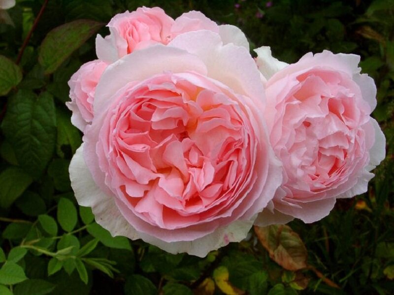Pink Rose Blooms