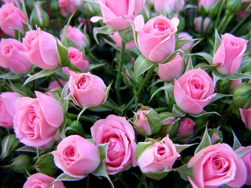 Pink Rose Blossoms — Calm, Spring, Photograph