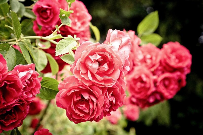 Pink Rose Blossoms — Calm, Spring