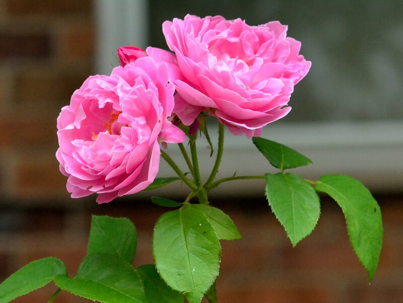 Pink Rose Blossoms — Calm