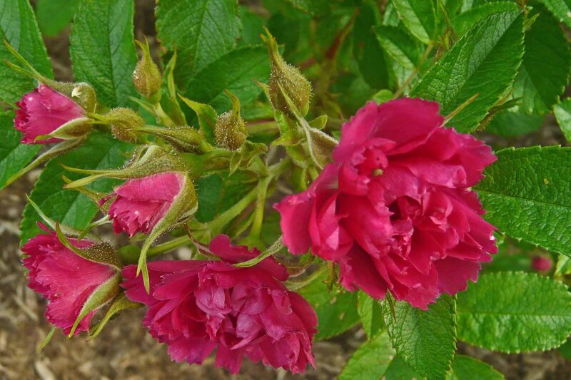 Pink Rose Blossoms — Natural
