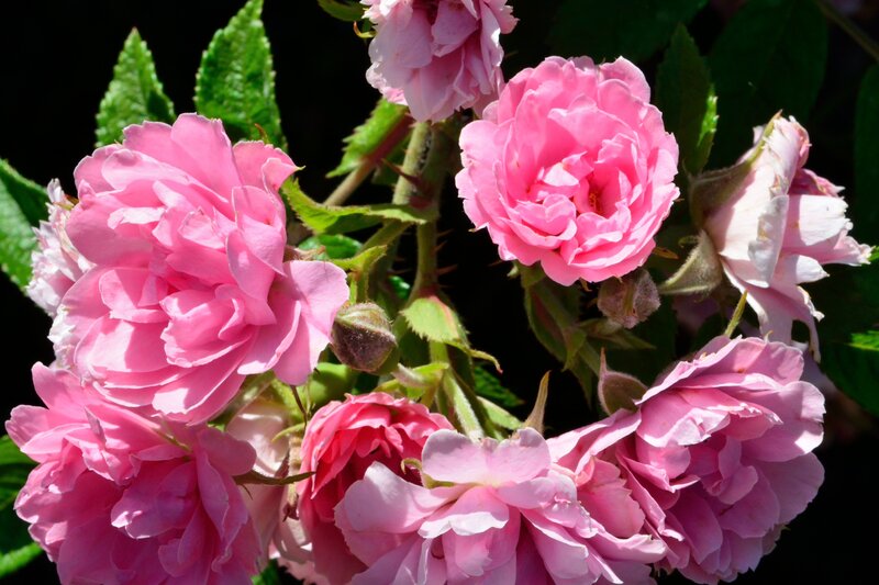 Pink Rose Blossoms — Serene, Afternoon, Photograph, Flowers