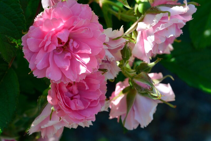 Pink Rose Blossoms — Serene, Afternoon, Photograph