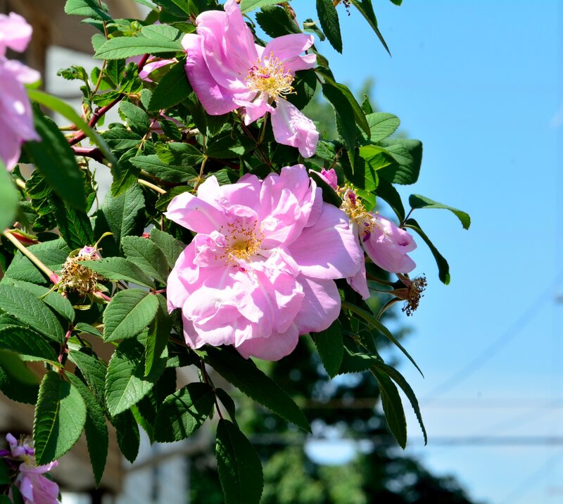 Pink Rose Blossoms — Serene, Afternoon