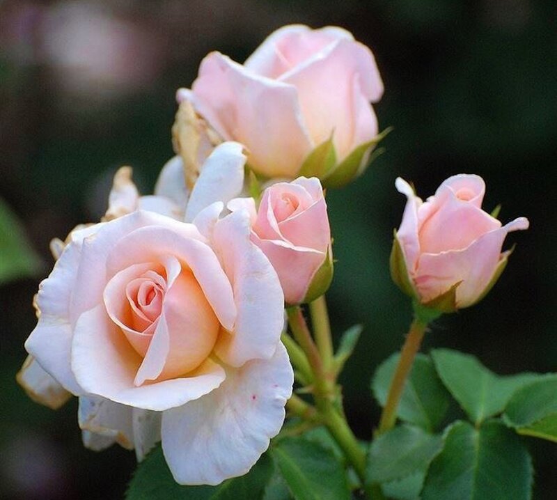 Pink Rose Blossoms — Serene, Spring, Photograph, Buds