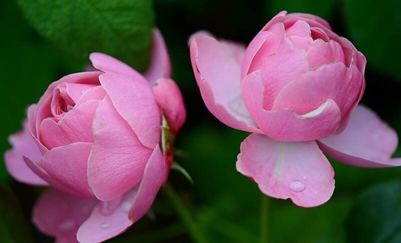 Pink Rose Blossoms — Serene, Spring, Photograph