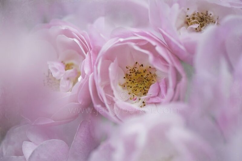 Pink Rose Blossoms — Serene, Spring